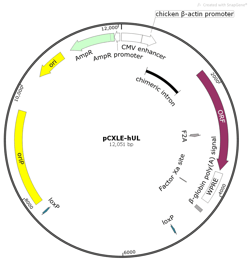 pCXLE- hUL Plasmid - Click Image to Close